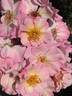 Flower Girl ™ rose photo
