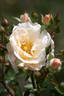 Delight (shrub, Kawai rose photo