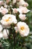 Delight (shrub, Kawai rose photo