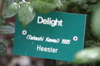 Delight (shrub, Kawai rose photo