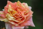 Kihachijou rose photo