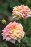 Kihachijou rose photo