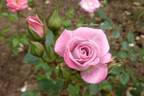 Lavender Kordana rose photo