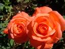 Paris 2000 ® rose photo