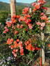 Soraya, Cl. ® rose photo