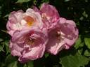 Hafolayria rose photo