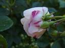 Hafolayria rose photo