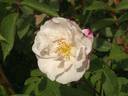 Hafolayria rose photo