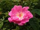 Ayrshire Prince rose photo
