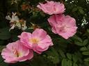 Ayrshire Prince rose photo