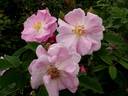 Ayrshire Prince rose photo