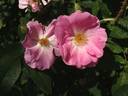 Ayrshire Prince rose photo