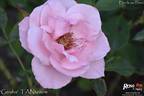 Geisha rose photo