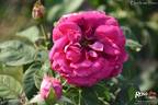 Joseph Chappaz rose photo