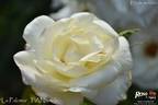 La Paloma rose photo