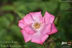La Vie en Rose rose photo