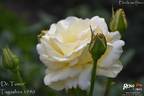 Dr. Tomin rose photo