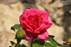 Rosanna ® rose photo