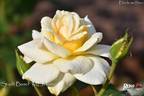 Stadt Basel rose photo