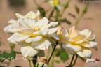 Stadt Basel rose photo