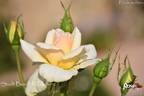 Stadt Basel rose photo