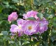 Kitain rose photo