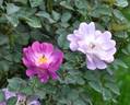 Kitain rose photo