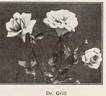 Dr. Grill rose photo