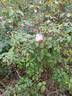 Nancy Lee rose photo
