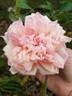 Anna Jung rose photo
