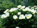 Sophie's Lullaby peony photo