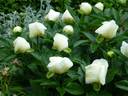 Sophie's Lullaby peony photo