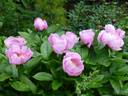 May Lilac peony photo
