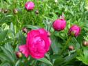 Bigger #2-35 peony photo