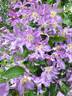 Blue River clematis photo