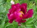 Kazachok peony photo