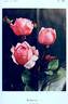 Radiance rose photo