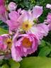 Dawn Pink peony photo