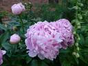 Dinner Plate peony photo