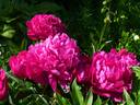 Kansas peony photo