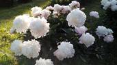 Weatherball peony photo