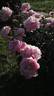 Reine Hortense peony photo