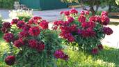 Mons Martin Cahuzac peony photo