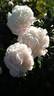 Weatherball peony photo