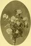 Admiral Dewey rose photo