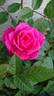 KORkihot rose photo