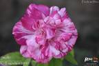 Stefanie Gachot rose photo