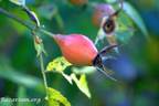 Flammentanz rose photo