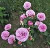 Lavender Ice rose photo