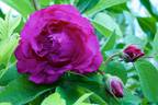 PITthemin rose photo